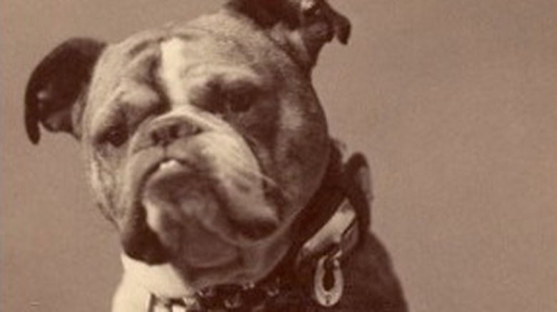 Original Handsome Dan Yale University mascot