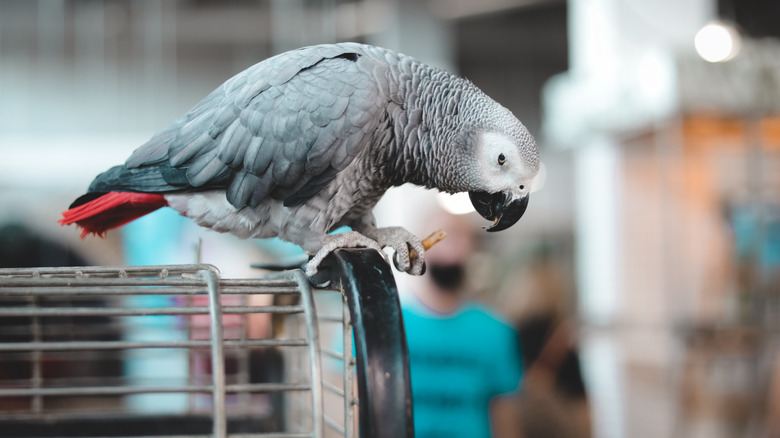 African Grey parrot