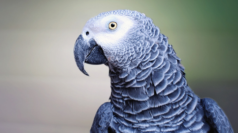 African Grey parrot