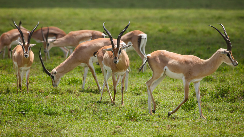 Herd of gazelle grazing