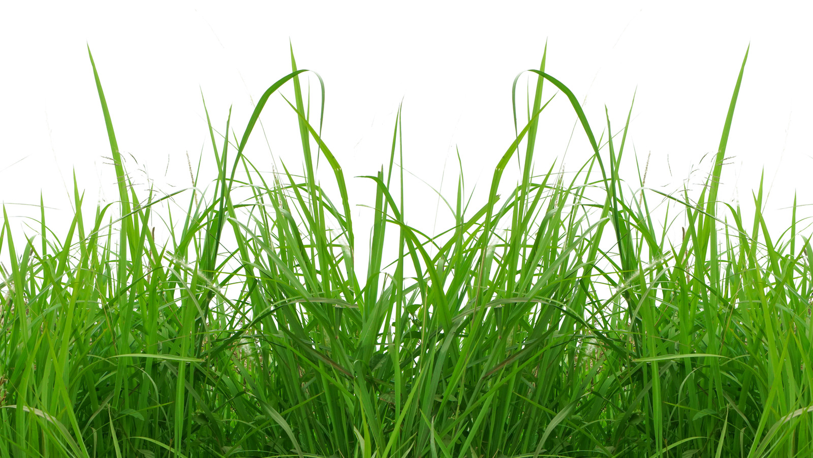 The Macabre Truth Of The Smell Of FreshCut Grass