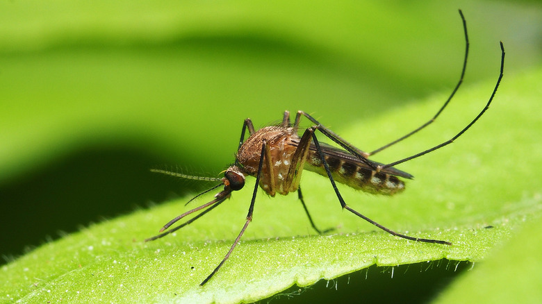 Mosquito on a leaf