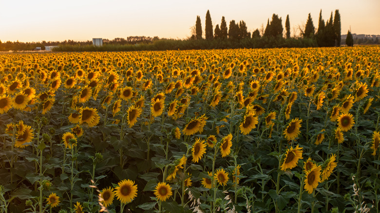 Arles sunflowers Cypress
