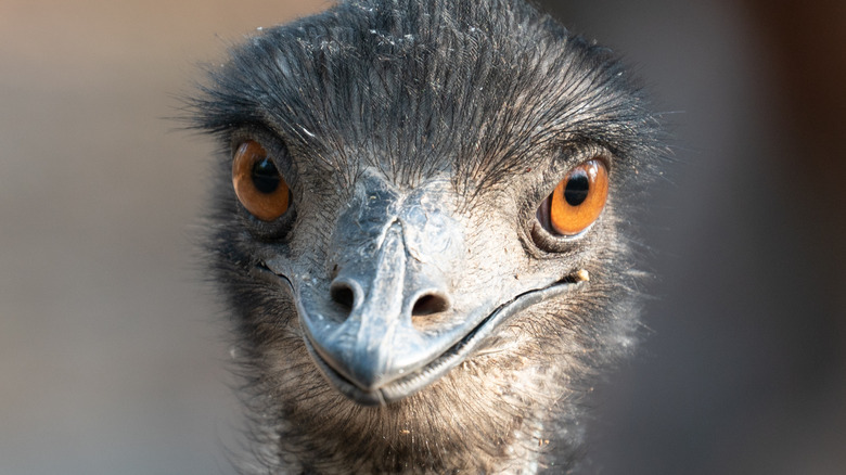 Emu close-up