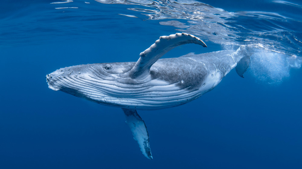 A baby humpback whale swimming in deep blue water