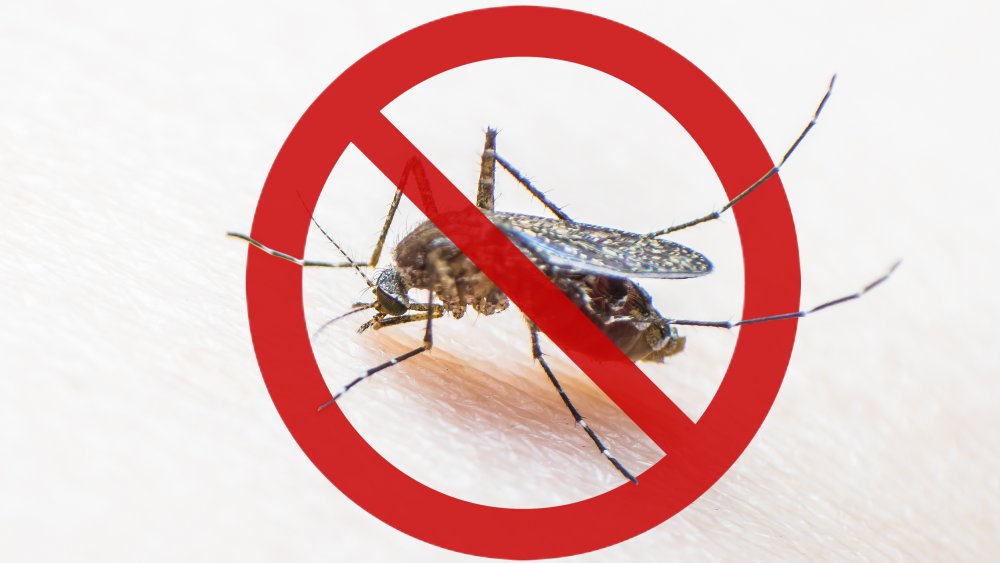 Mosquito in red "no" symbol