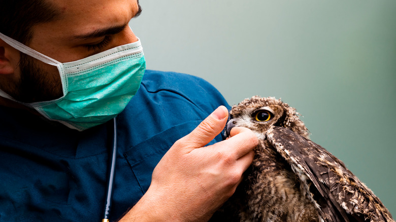 Human and bird