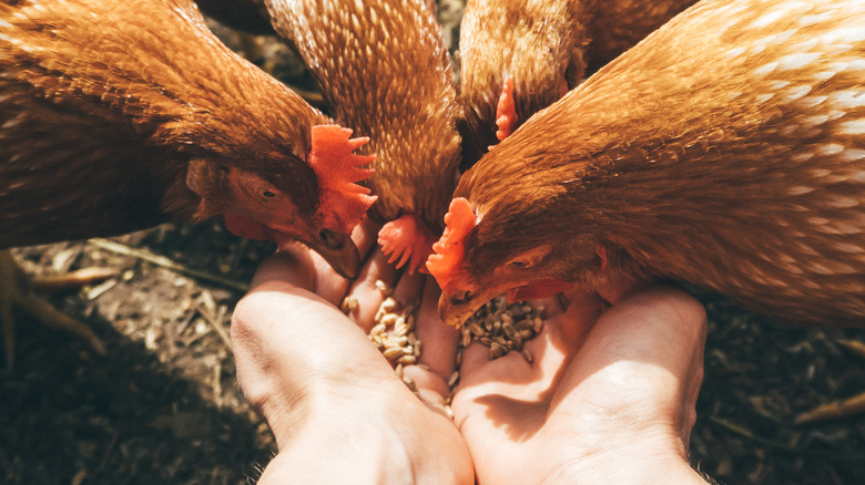 Chickens