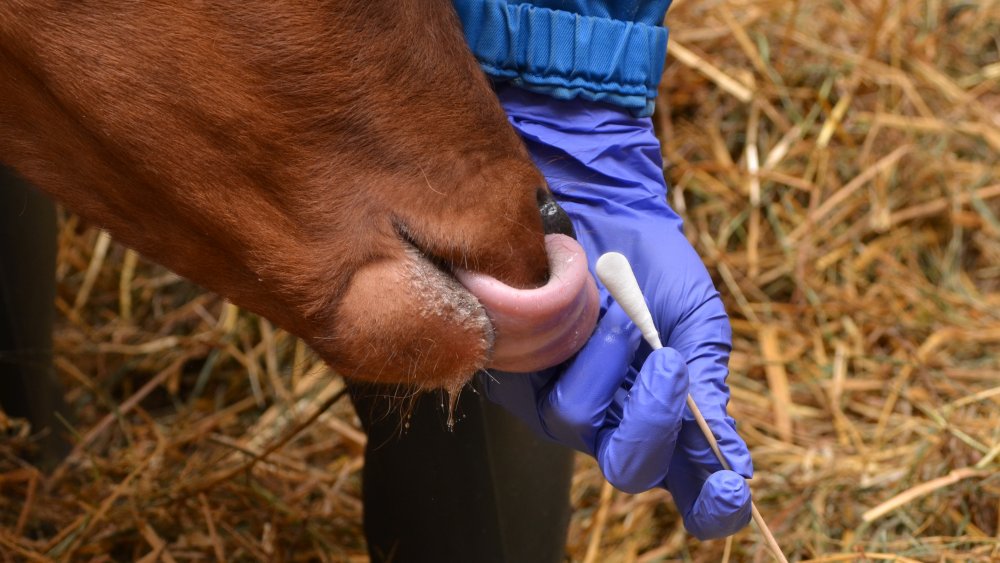 Taking a mucus sample from nostrils of a calf. Protective glove and a cotton swab on hand. Diagnosing Mycoplasma bovis.