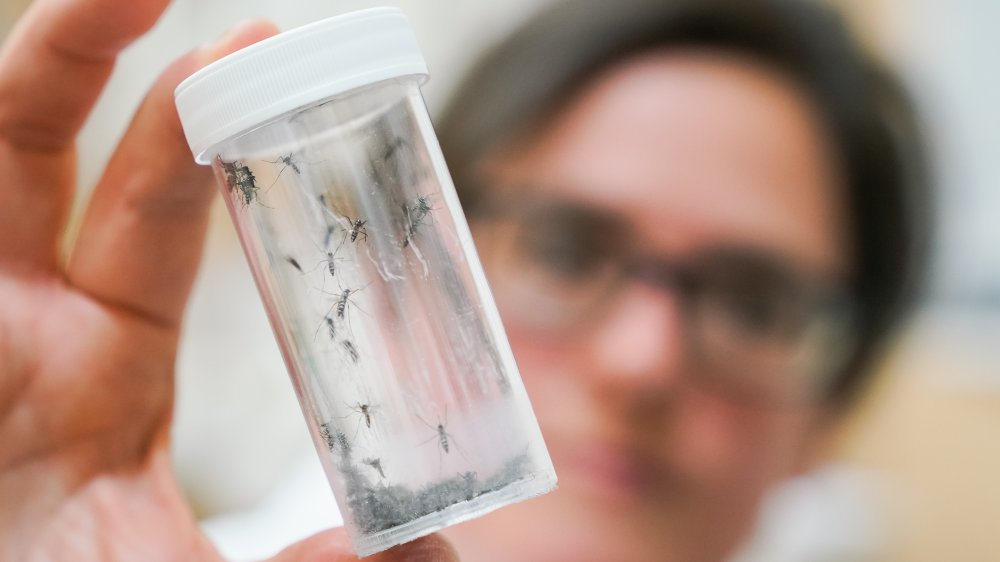 scientist mosquitos