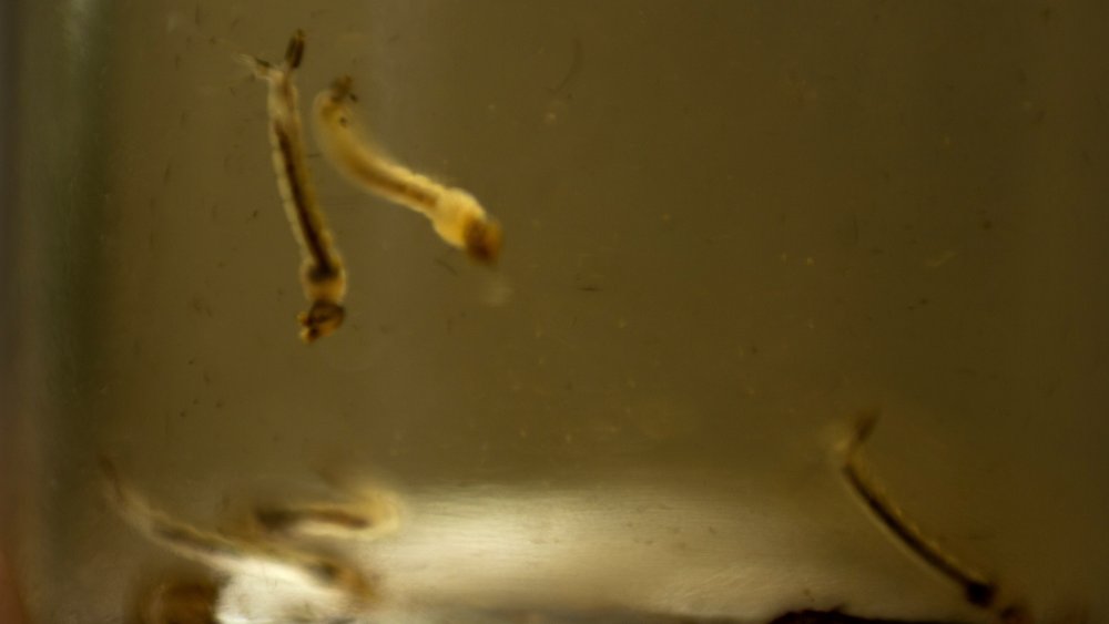 mosquito larvae