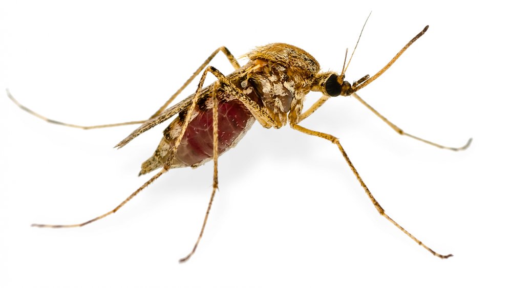 mosquito