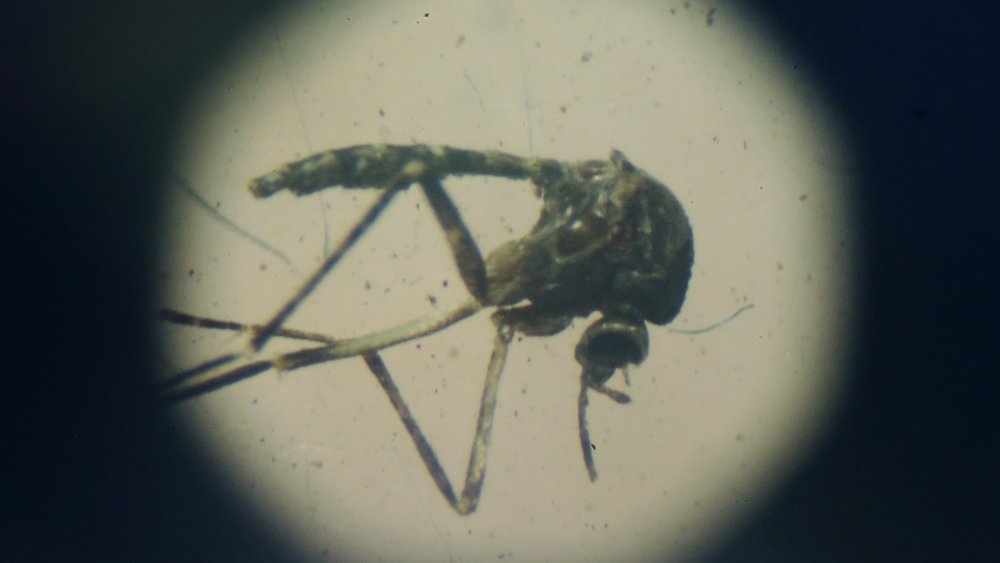 Aedes aegypti mosquito, the subspecies that can carry yellow fever