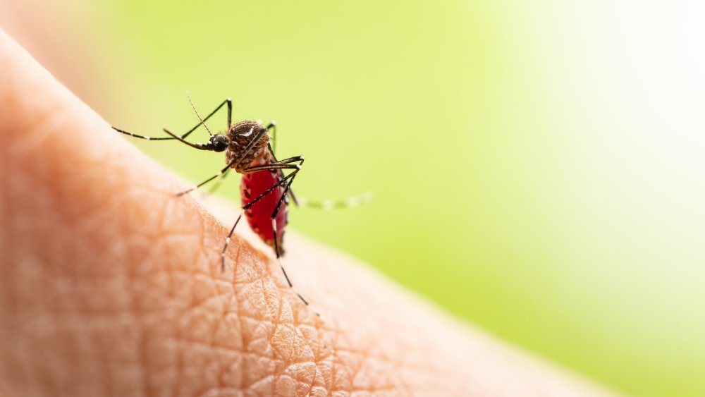 A close-up photograph of the Aedes aegypti mosquito.