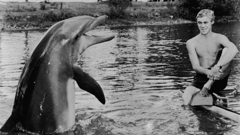 flipper dolphin