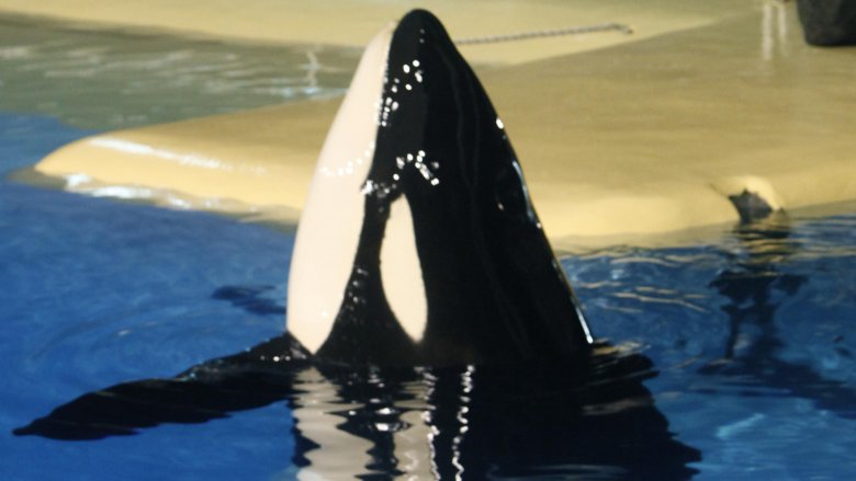 keiko free willy whale