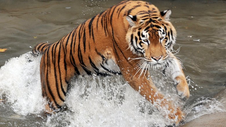 tiger