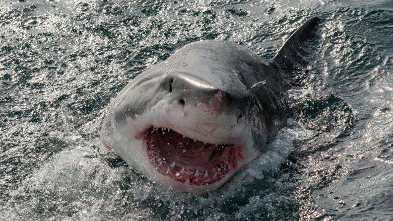 great white shark new jersey