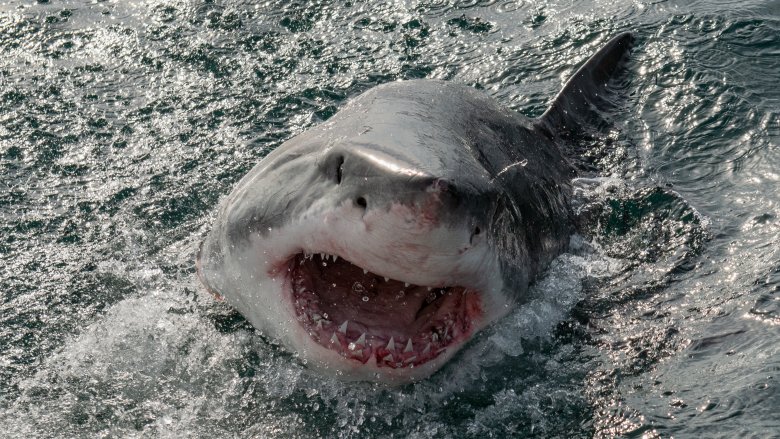 great white shark new jersey