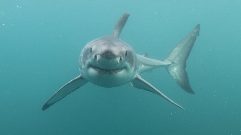 great white shark