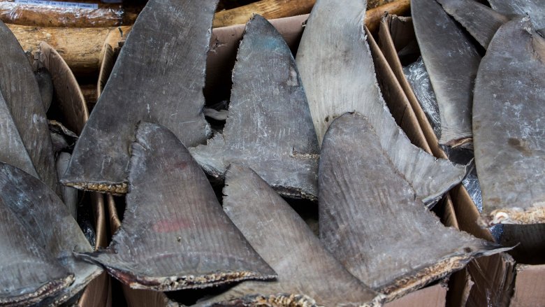 shark fins soup fishing dead
