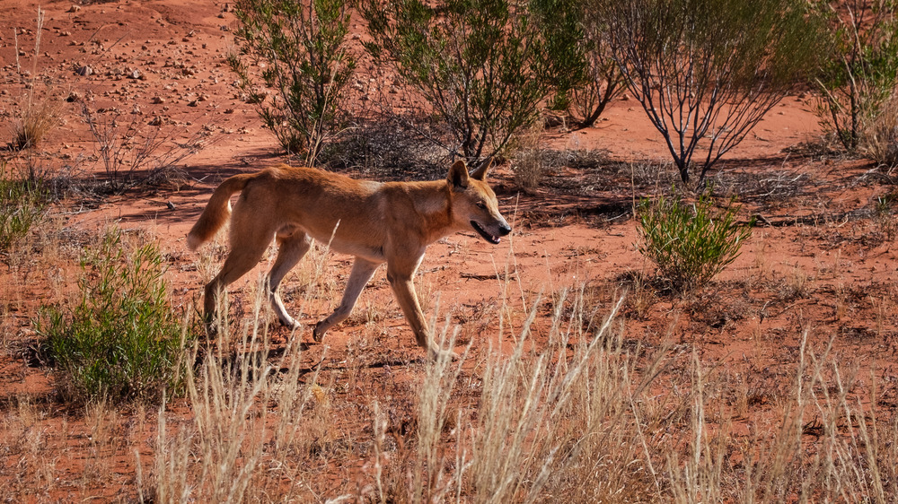 A dingo