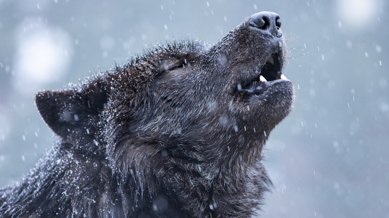 howling wolf