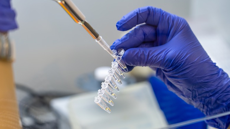 scientist dna testing tubes