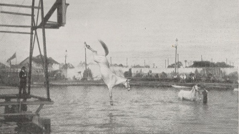 Horse diving into water