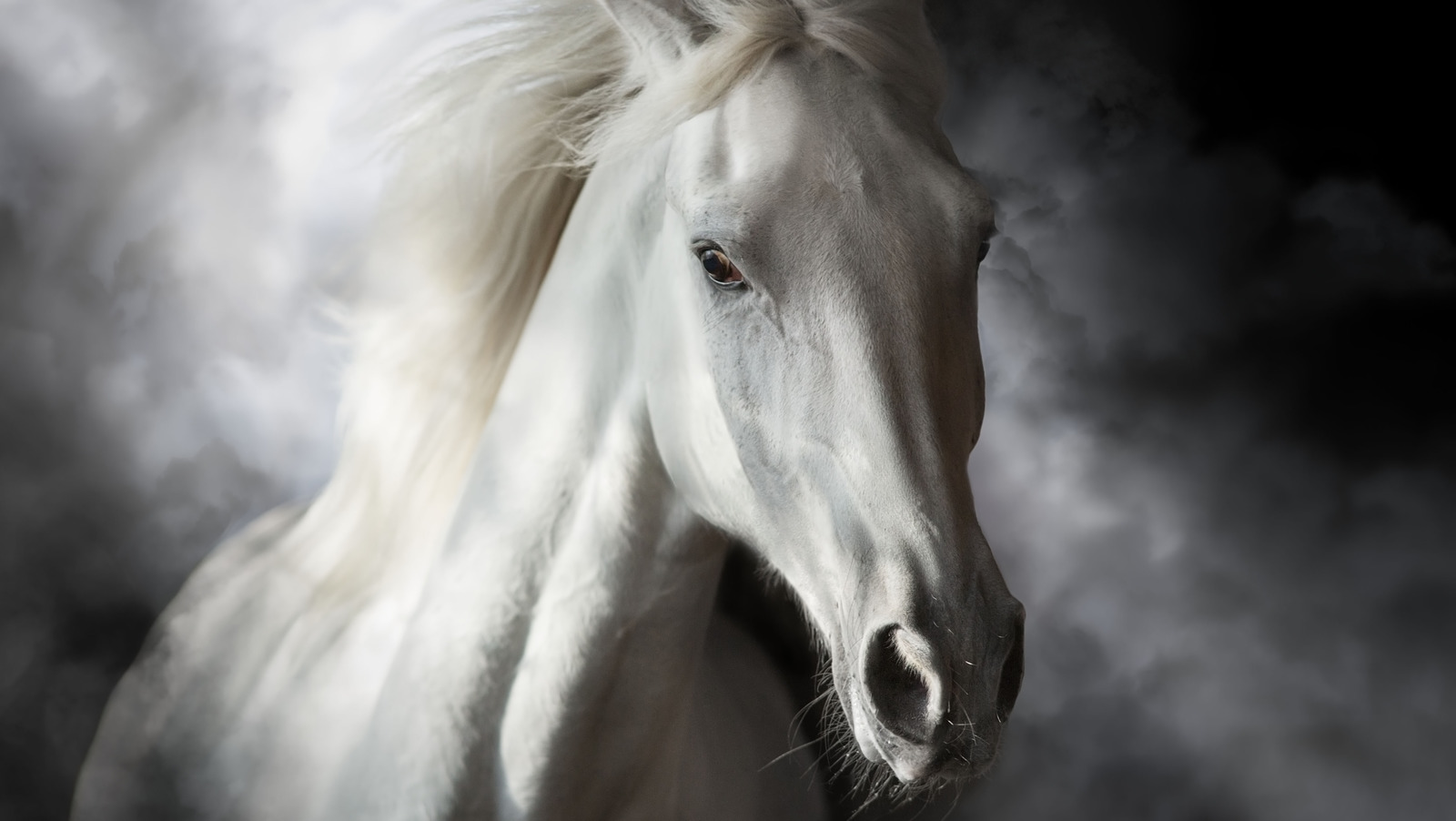 The Messed Up Truth About The History Of Diving Horses