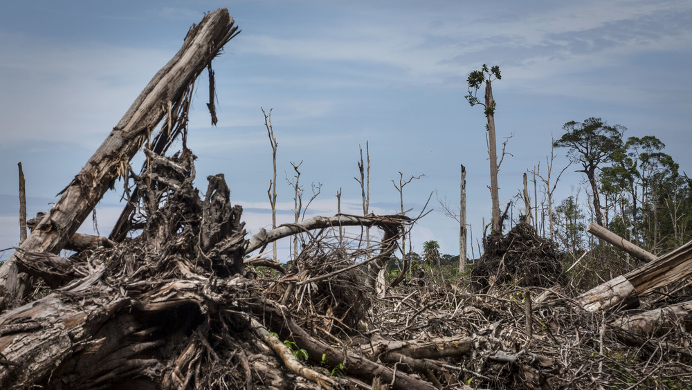 An area of the Sumatran rainforest cleared away in 2016