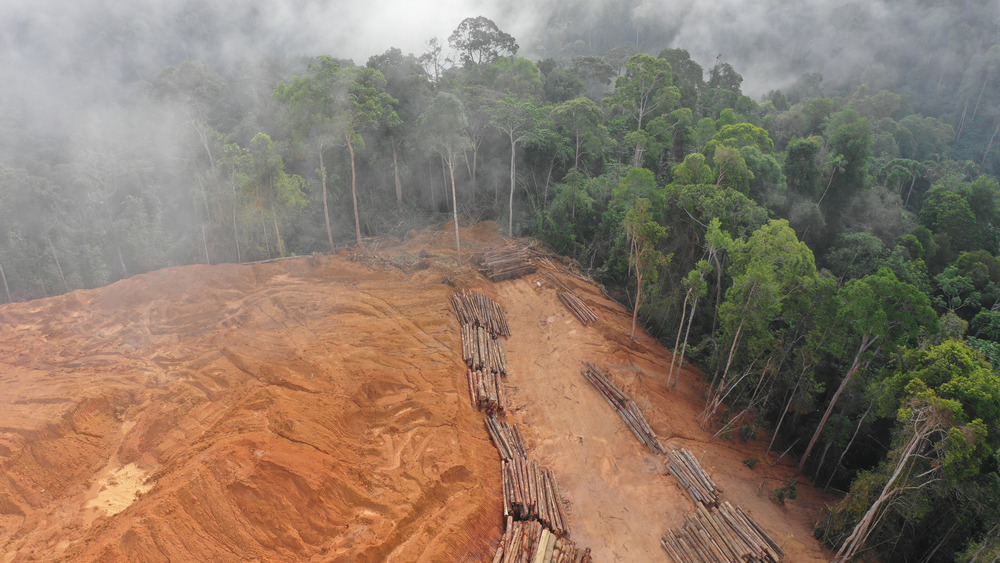 Rainforest being cleared in Borneo to make room for oil palms