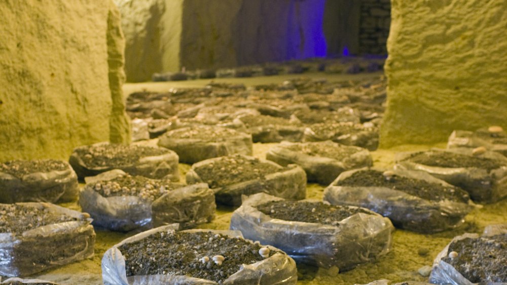 underground mushroom