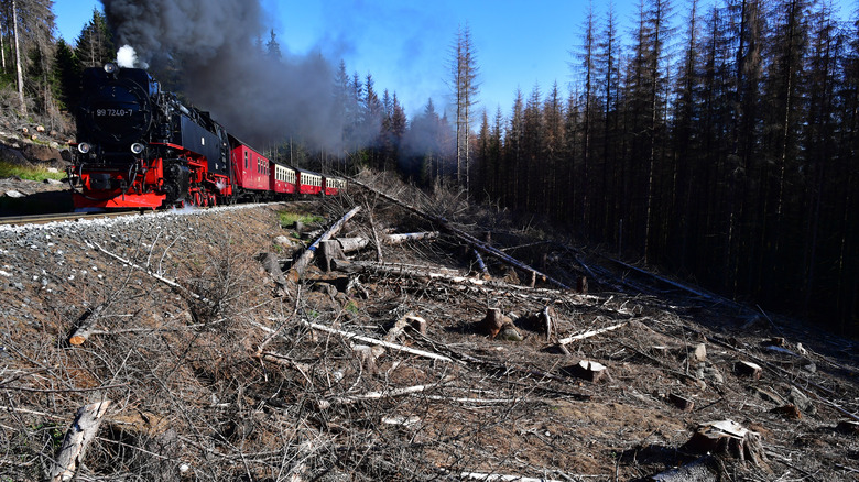 A train passes by a ruined patch of forest