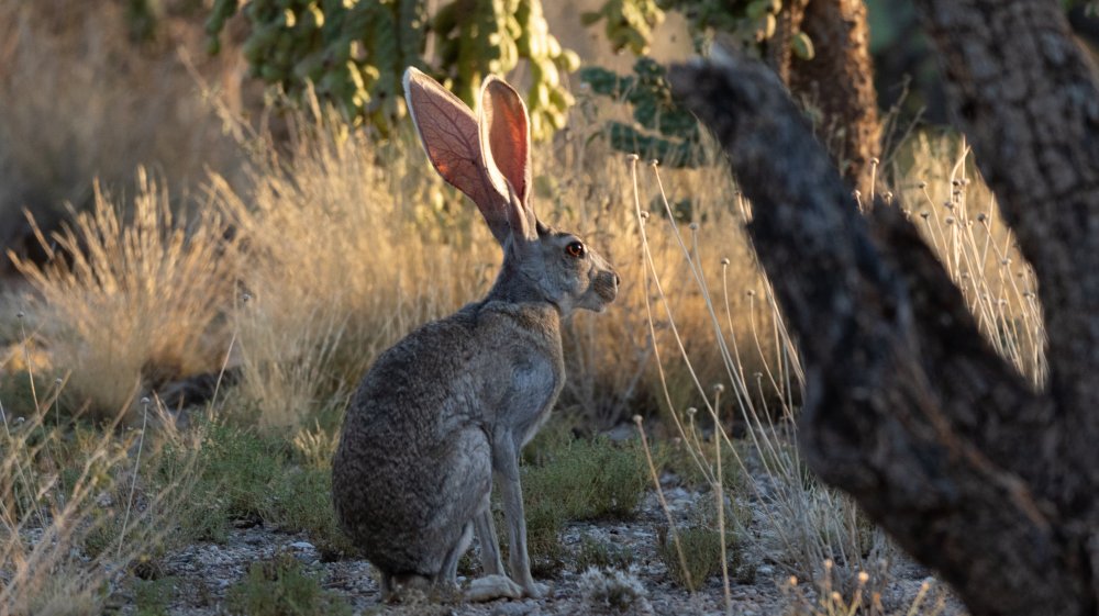 jackrabbits