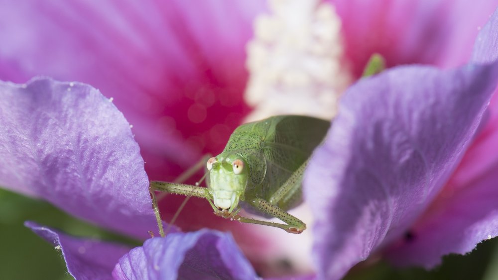 grasshopper