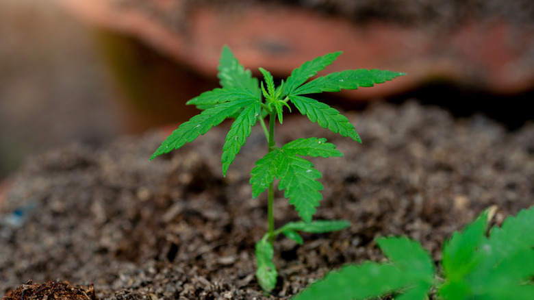 Hemp plants growing