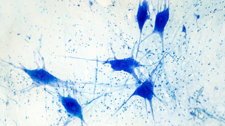 Neurons and glial cells in the brain