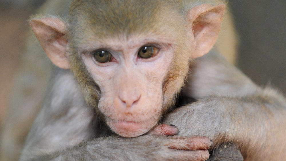 Rhesus macaque