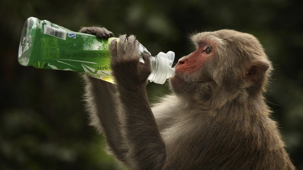 Rhesus monkey