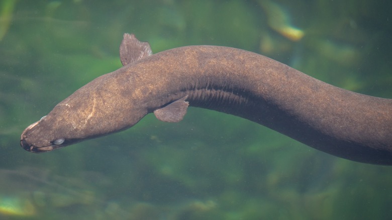 eel swimming in water