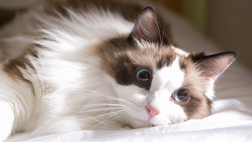 Ragdoll cat