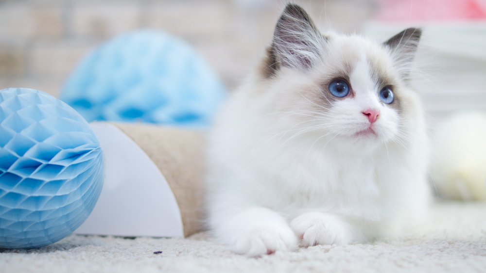 Ragdoll kitten