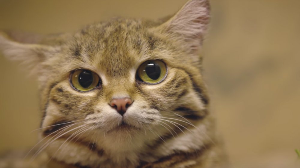 The Most Aggressive Cat Breed In The World