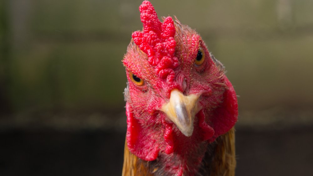 Angry chicken