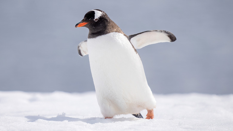 A penguin waddling on the ice