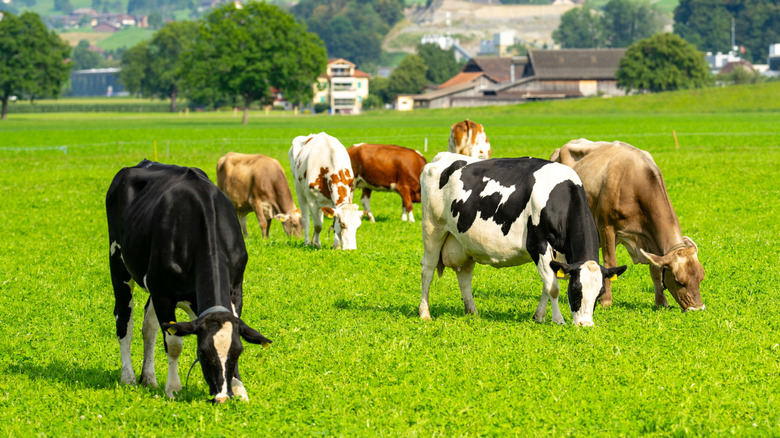 cows grazing on grass