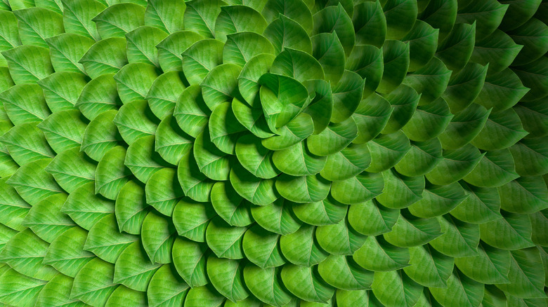 Green leaves arranged in a circular pattern