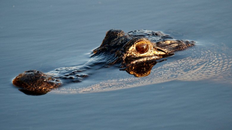 meth-gator tennessee