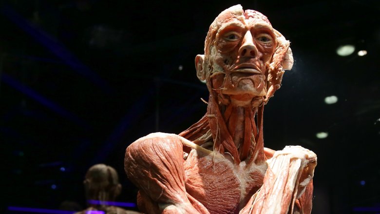 gunther von hagen body worlds